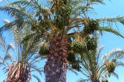 Low angle view of trees against clear blue sky