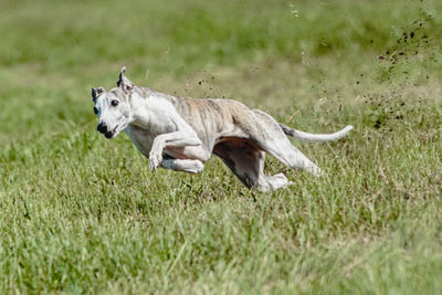 Dog running on field