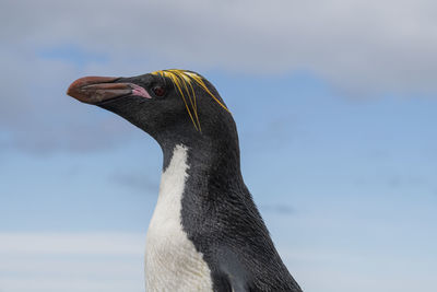 Close-up of a bird against the sky