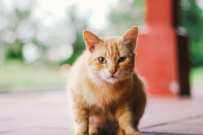 Portrait of ginger cat