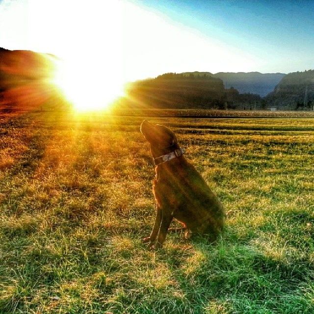 sun, grass, field, domestic animals, sunbeam, one animal, sunlight, lens flare, mammal, animal themes, landscape, grassy, full length, dog, standing, pets, one person, sky, nature, tranquility