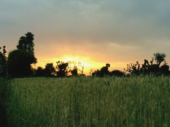 Scenic view of wheat field against sky during sunset