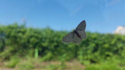 Close-up of butterfly 