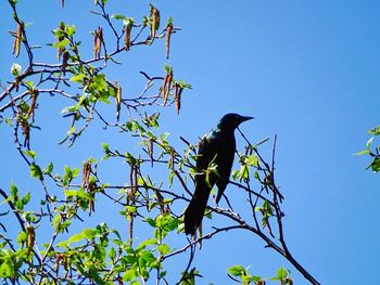 Low angle view of bird perching on tree against clear blue sky