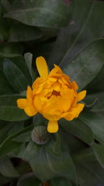 Close-up of yellow flowers blooming outdoors