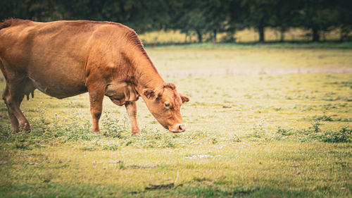 Horse grazing on field