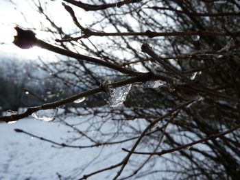 Close-up of snow on twig during winter