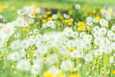 Close-up of white flowers on field