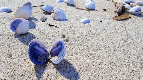 High angle view of shells on sand