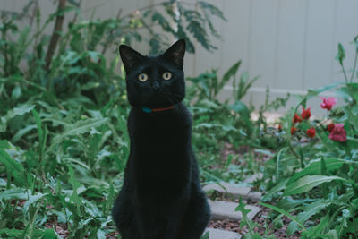 Portrait of black cat in greenery, looking at camera