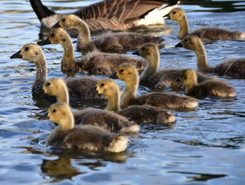 Ducks in lake