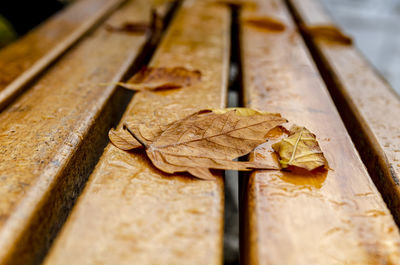 Close-up of dried leaf on wooden plank