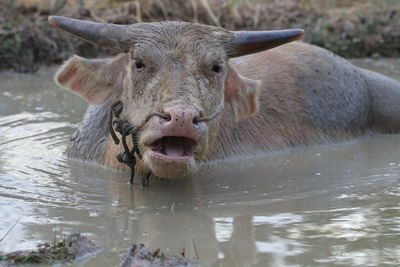 Portrait of lion in water