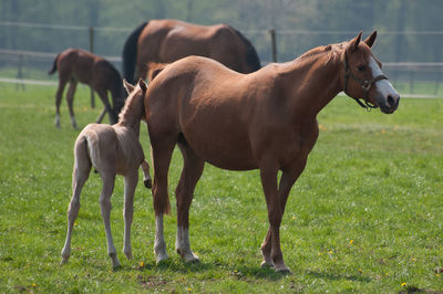 Horses in a field