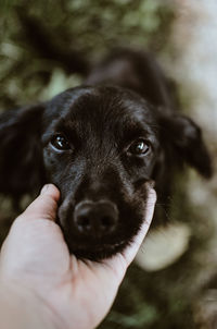 Close-up of dog with hand