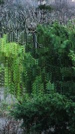 Scenic view of forest