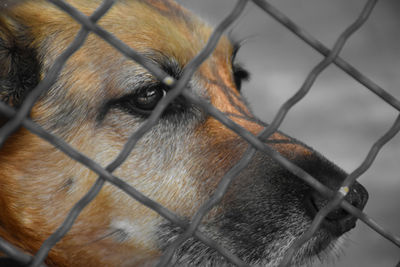 Close-up of dog in cage at zoo