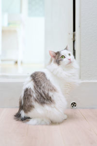 Sitting white cat looking upwards