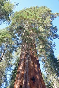 Low angle view of tree against sky