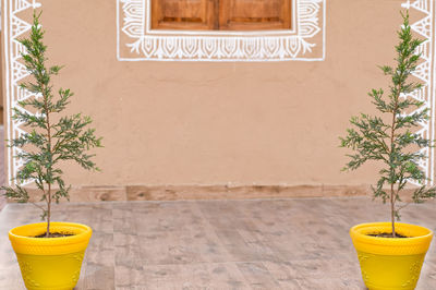 Yellow potted plant on table against wall