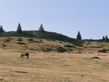 The horse is grazing on field against clear sky