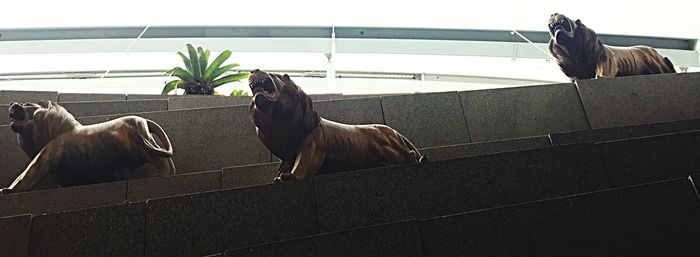 Dogs relaxing on floor