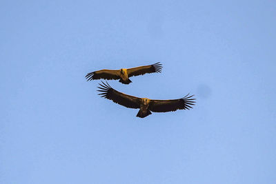 Low angle view of eagle flying in sky