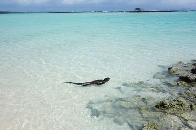 High angle view of turtle swimming in sea