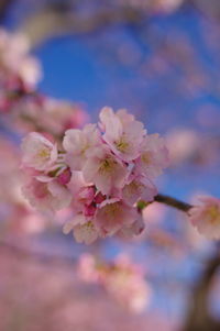 Close-up of pink cherry blossoms