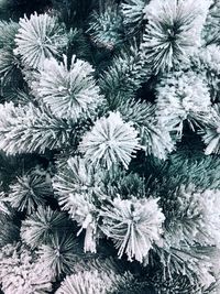 High angle view of frozen tree during winter