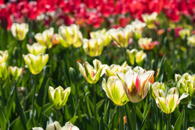 Close-up of tulips in field