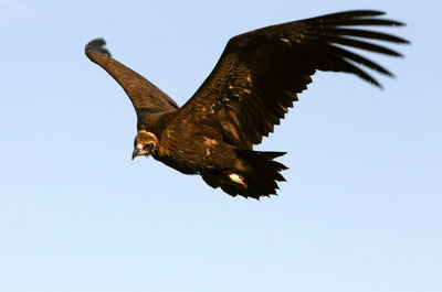 Low angle view of eagle flying in sky