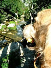 Dog by plants