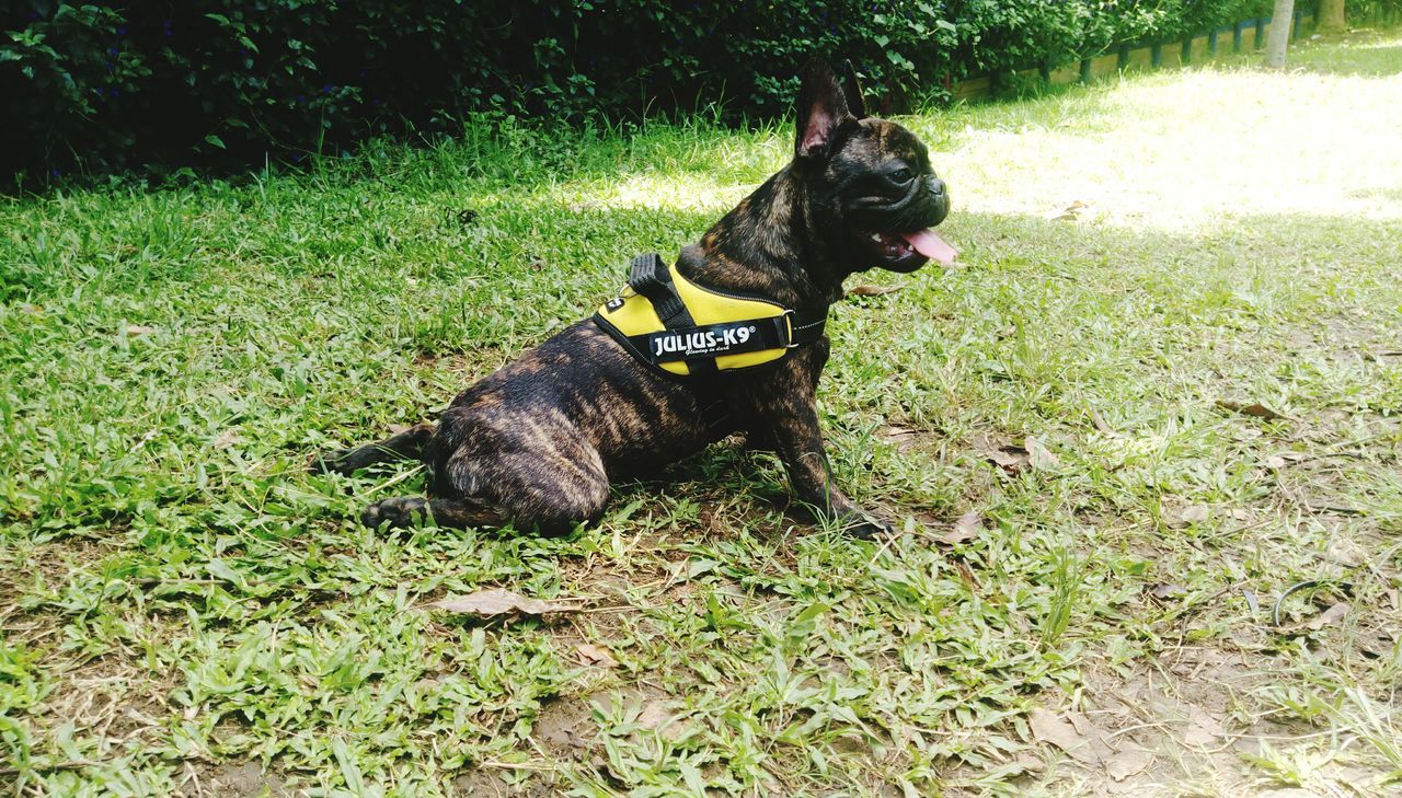 DOG STANDING ON GRASSY FIELD