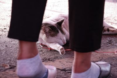 Cats in the market stall