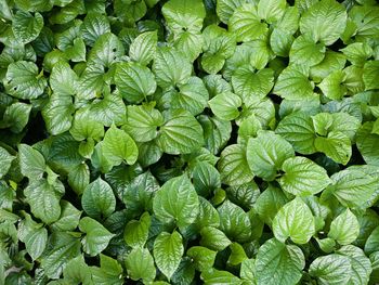 Full frame shot of green leaves