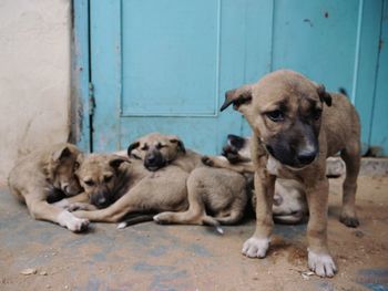 Close-up of dogs sitting outdoors