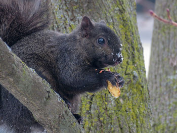 Close-up portrait of squirrel on tree trunk