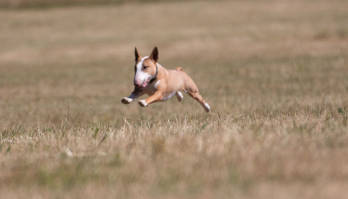 Dog running in field