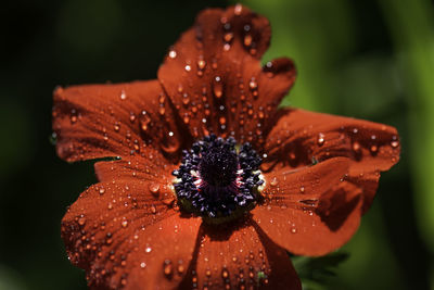 Close-up of wet flower