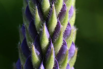 Close-up of cactus