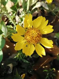 Close-up of yellow flowers blooming outdoors