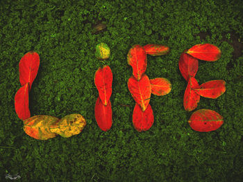 High angle view of red flowers on grass