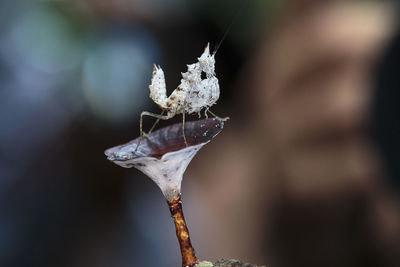 Close-up of unicorn mantis on plant