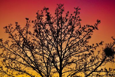 Low angle view of silhouette tree against orange sky