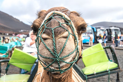 Close-up of a horse