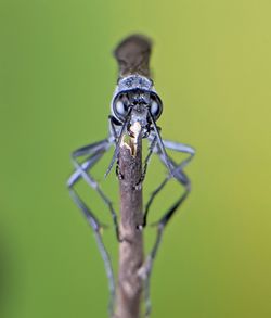 Close-up of insect