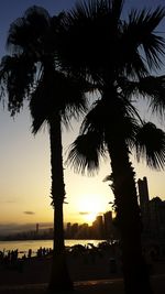 Silhouette trees against sky during sunset