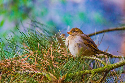 Close-up of bird perching on plant