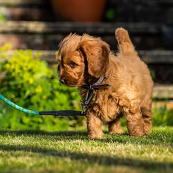 Puppy in a field